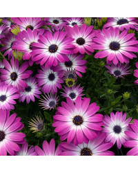Osteospermum Gelato Candy