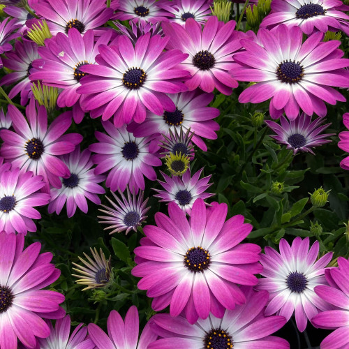 Osteospermum Gelato Candy