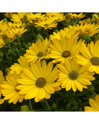 Osteospermum Voltage Yellow