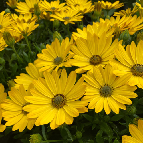 Osteospermum Voltage Yellow