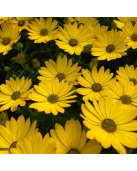 Osteospermum Voltage Yellow