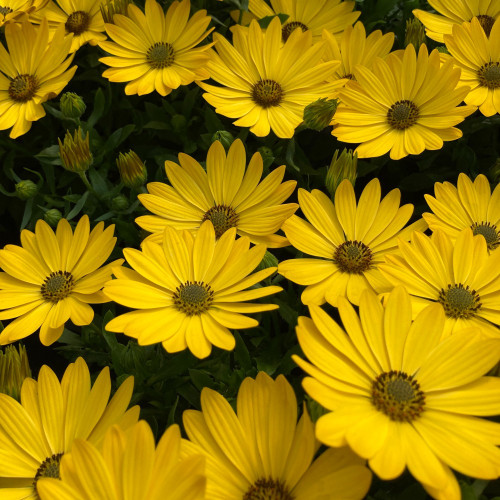 Osteospermum Voltage Yellow