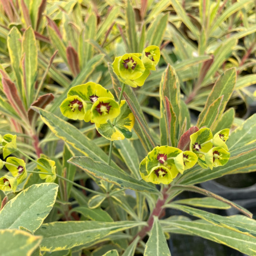 Euphorbe Amygdaloides Ascot Rainbow