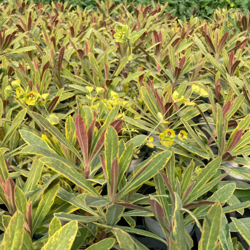 Euphorbe Amygdaloides Ascot Rainbow