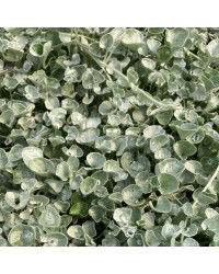 Dichondra Silverfalls