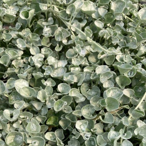 Dichondra Silverfalls