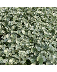 Dichondra Silverfalls