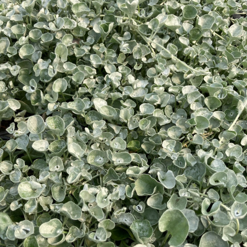 Dichondra Silverfalls