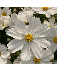 Cosmos Cantale White
