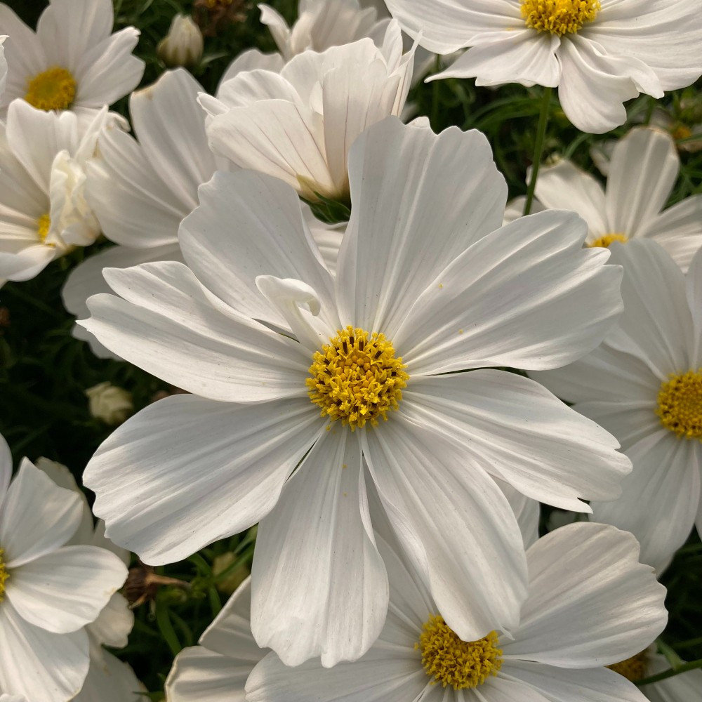 Cosmos Cantale White fleurs couleur blanche