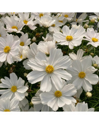 Cosmos Cantale White