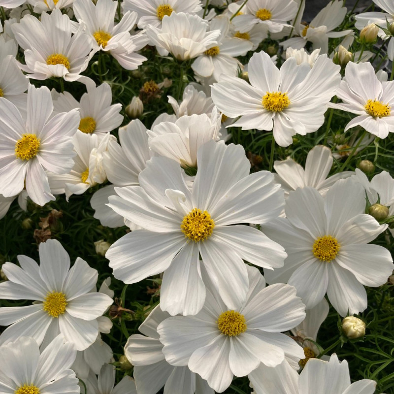 Cosmos Cantale White fleurs couleur blanche