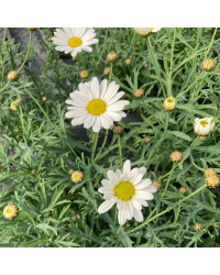Marguerite Leucanthenum White Mountain