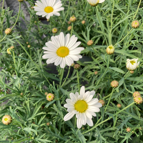 Marguerite Leucanthenum White Mountain