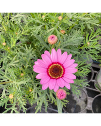 Anthemis Molimba M Pink