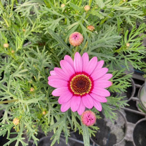 Anthemis Molimba M Pink