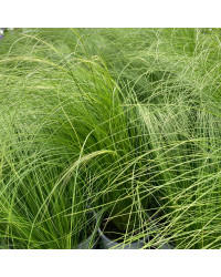 Stipa Cheveux D'Ange Pony Tails