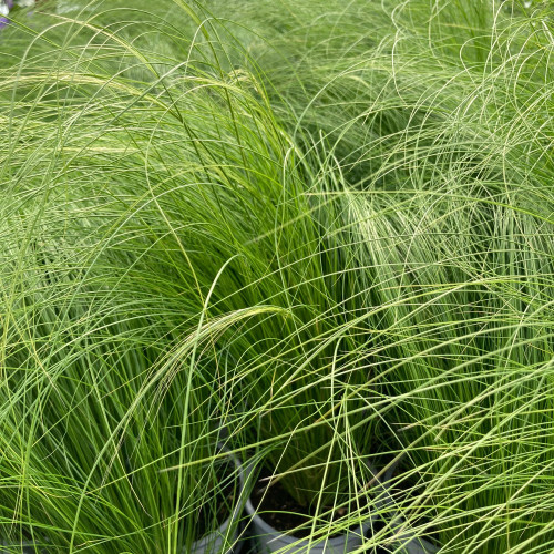 Stipa Cheveux D'Ange Pony Tails