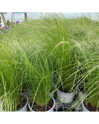 Stipa Cheveux D'Ange Pony Tails