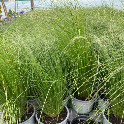 Stipa Cheveux D'Ange Pony Tails