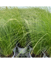 Stipa Cheveux D'Ange Pony Tails