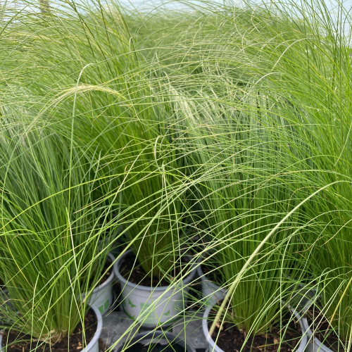 Stipa Cheveux D'Ange Pony Tails