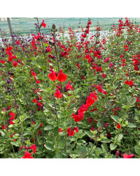 Sauge Greggii Mirage Cherry Red