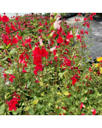 Sauge Microphylla Hot Lips rouge