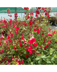 Sauge Microphylla Hot Lips rouge