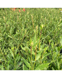 Gaura Lindheimeri Geyser Blanc