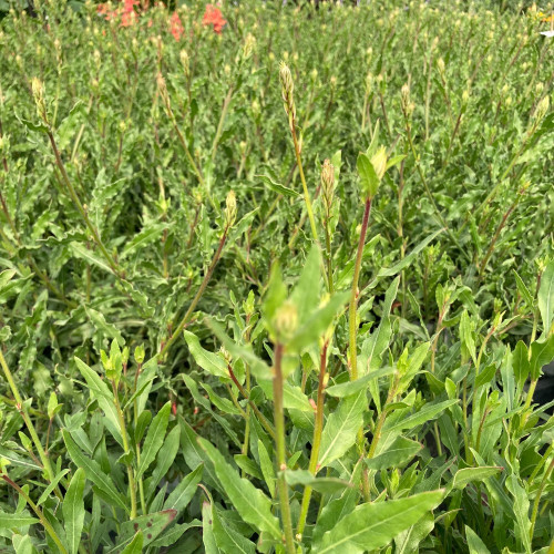 Gaura Lindheimeri Geyser Blanc