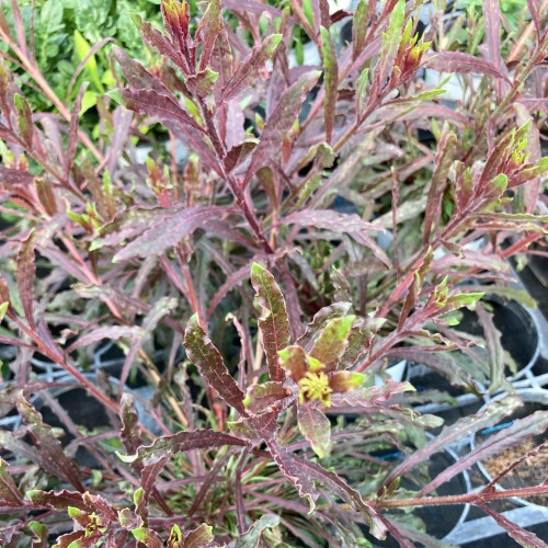 Gaura Lindheimeri Geyser Pink Gaudros