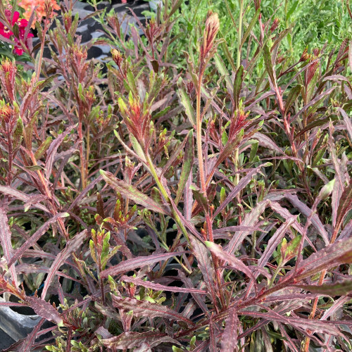 Gaura Lindheimeri Geyser Pink Gaudros