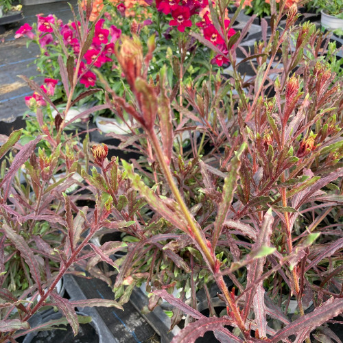 Gaura Lindheimeri Geyser Pink Gaudros