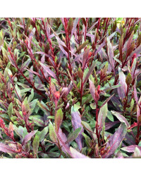 Gaura Belleza Pink