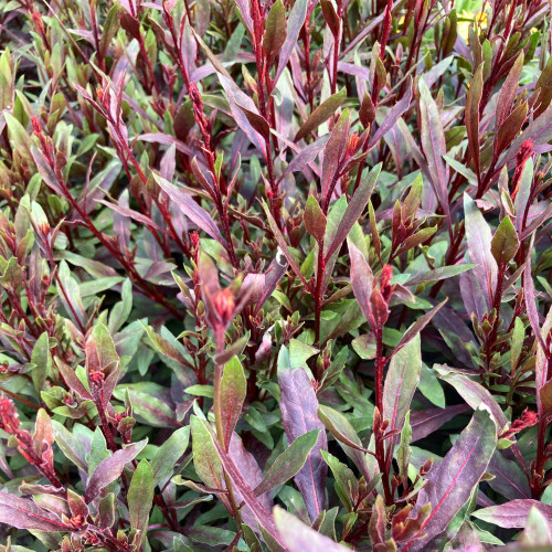 Gaura Belleza Pink