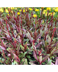 Gaura Belleza Pink