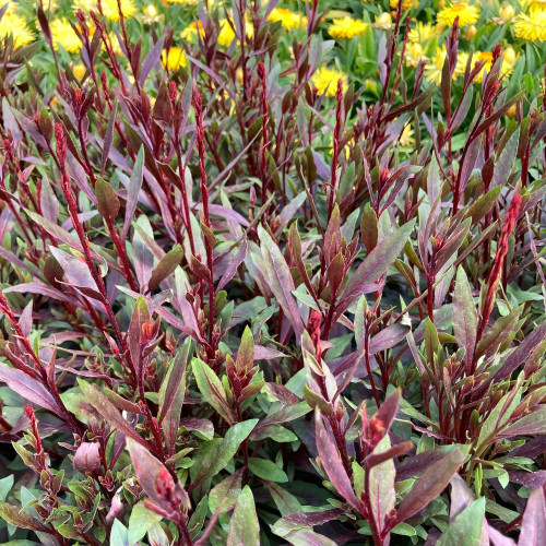 Gaura Belleza Pink