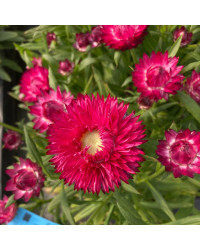 Bracteantha Mohave Dark Rose