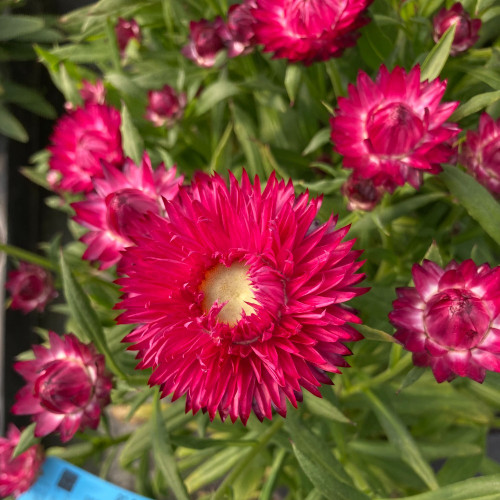 Bracteantha Mohave Dark Rose