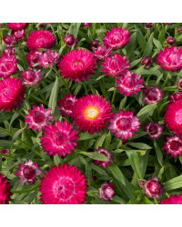 Bracteantha Mohave Dark Rose