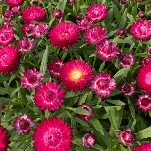 Bracteantha Mohave Dark Rose
