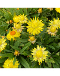 Bracteantha immortelle dreamtime jumbo jaune