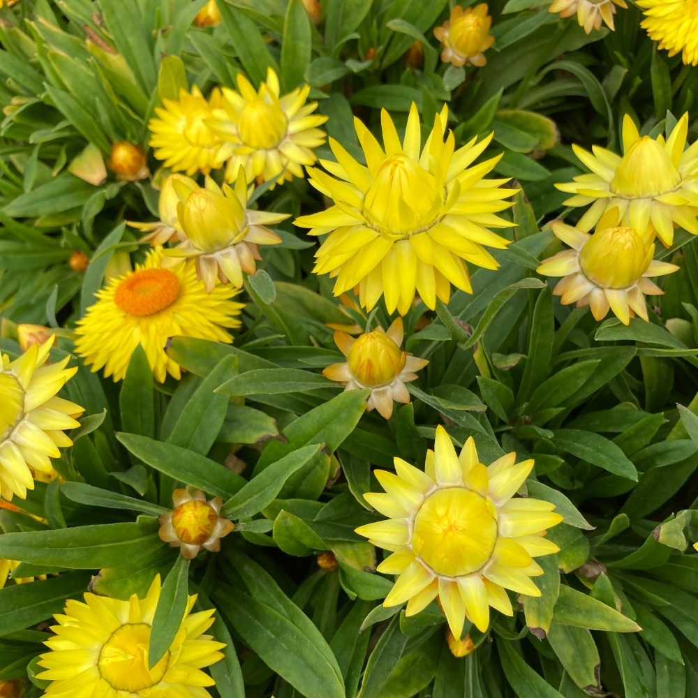 Bracteantha immortelle dreamtime jumbo jaune