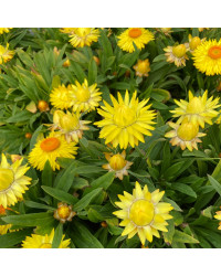 Bracteantha immortelle dreamtime jumbo jaune