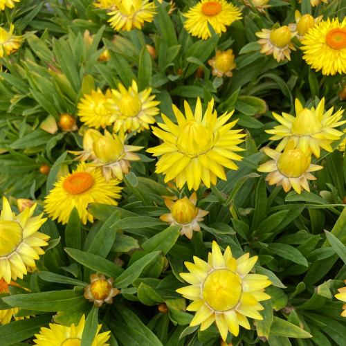 Bracteantha immortelle dreamtime jumbo jaune