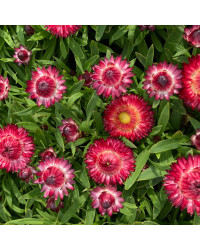 Bracteantha (Immortelle) Dreamtime Jumbo Red