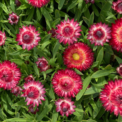 Bracteantha (Immortelle) Dreamtime Jumbo Red