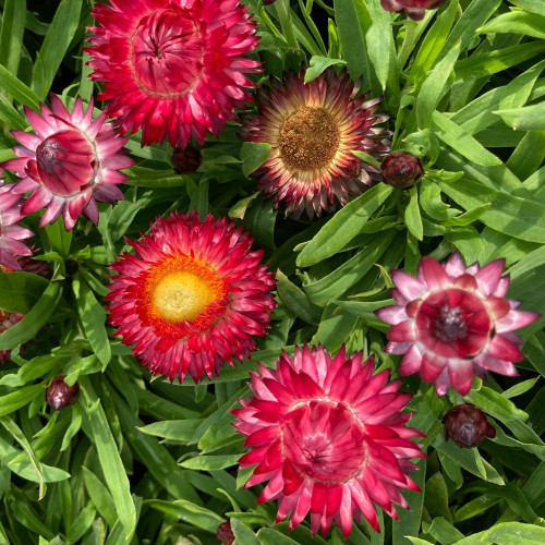 Bracteantha (Immortelle) Dreamtime Jumbo Red