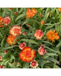 Bracteantha Dreamtime Jumbo Orange